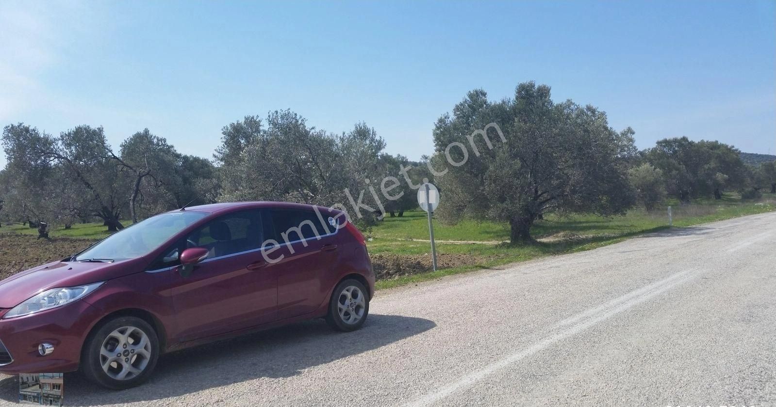 Balıkesir Ayvalık Murateli Satılık 41,890 Metre Kare Zeytinlik - Görsel 6