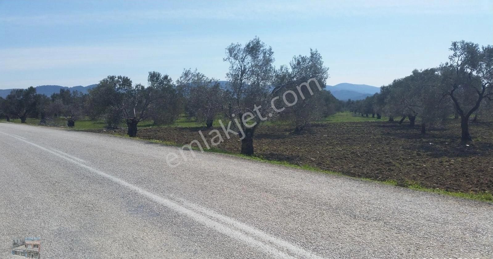 Balıkesir Ayvalık Murateli Satılık 41,890 Metre Kare Zeytinlik - Görsel 2