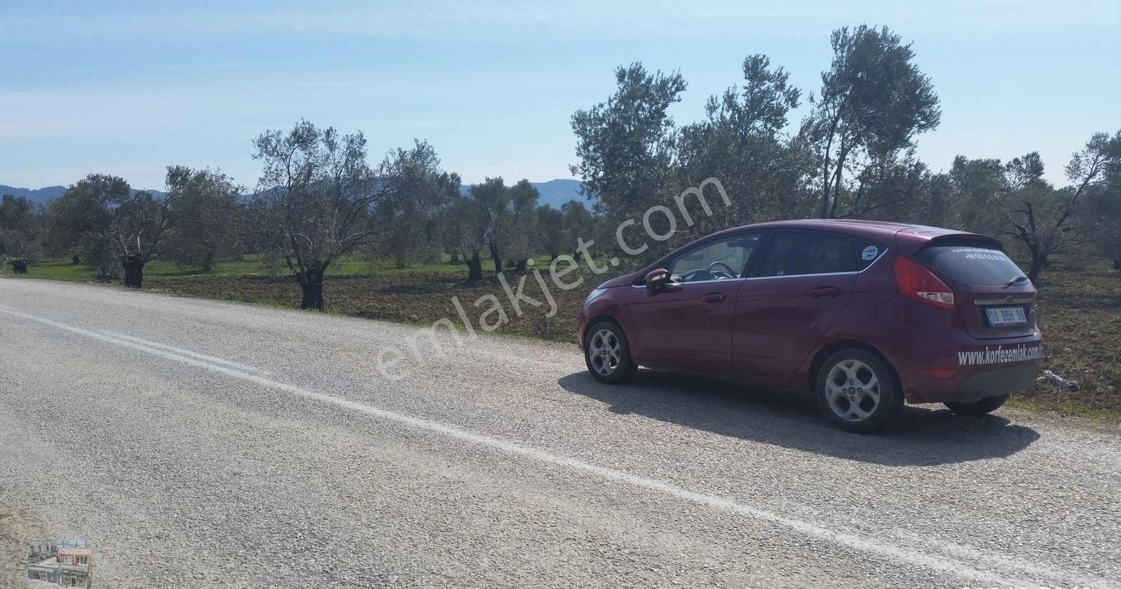 Balıkesir Ayvalık Murateli Satılık 41,890 Metre Kare Zeytinlik