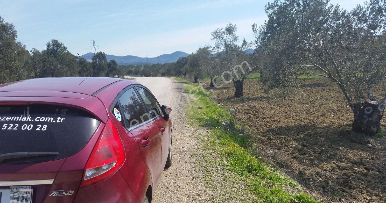 Balıkesir Ayvalık Murateli Satılık 41,890 Metre Kare Zeytinlik - Görsel 9