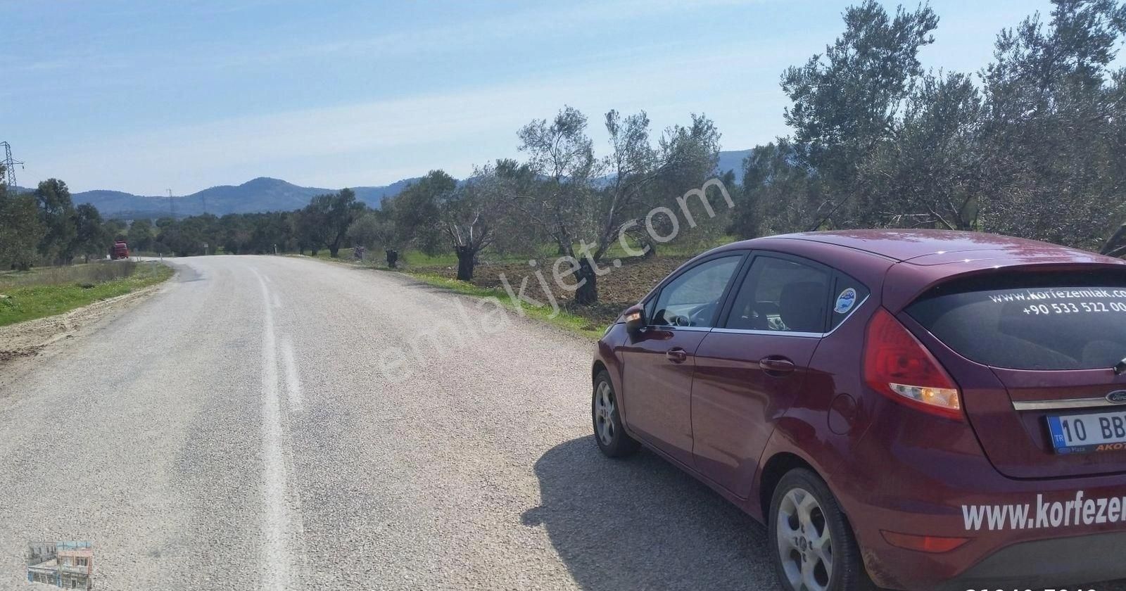 Balıkesir Ayvalık Murateli Satılık 41,890 Metre Kare Zeytinlik - Görsel 4