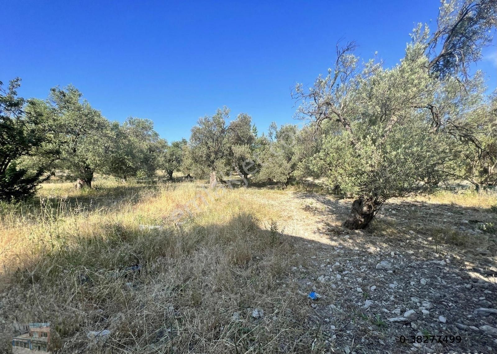 Balıkesir Ayvalık Mutlu Da Satılık 90,500 Metre Kare Zeytinlik - Görsel 2