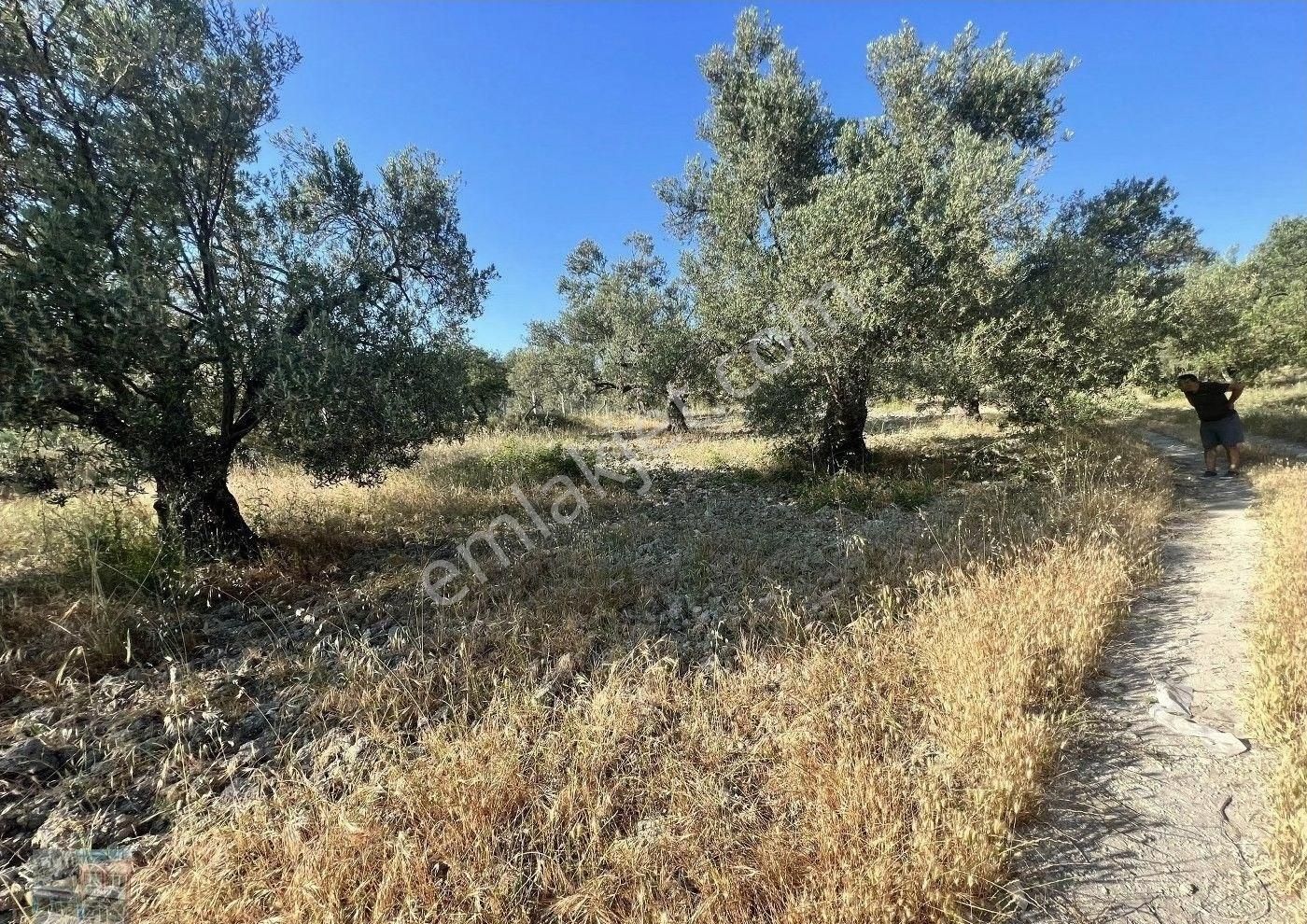 Balıkesir Ayvalık Mutlu Da Satılık 90,500 Metre Kare Zeytinlik - Görsel 4