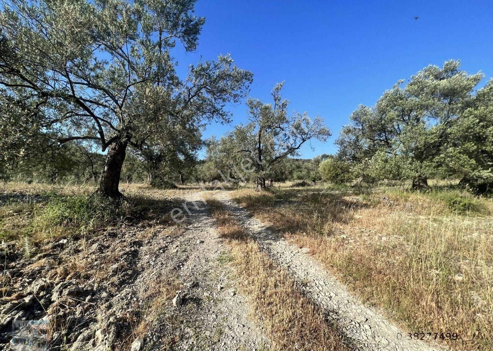 Balıkesir Ayvalık Mutlu Da Satılık 90,500 Metre Kare Zeytinlik - Görsel 3