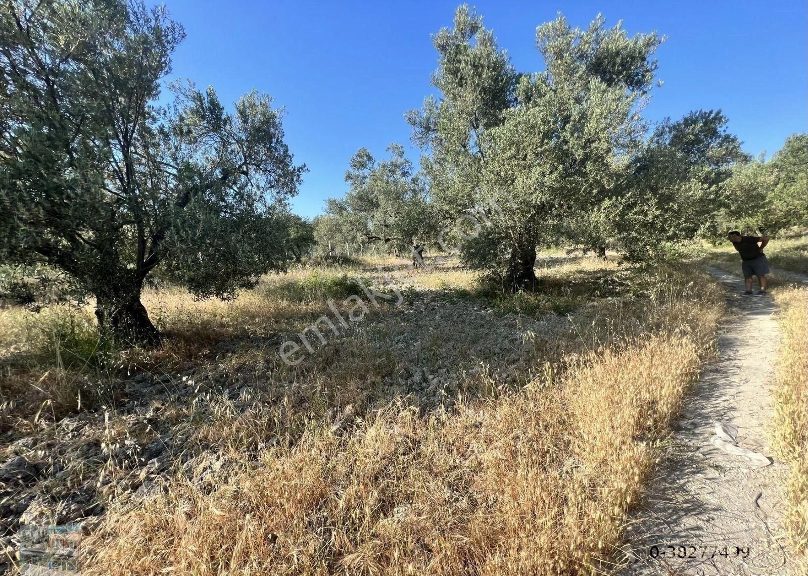 Balıkesir Ayvalık Mutlu Da Satılık 90,500 Metre Kare Zeytinlik - Görsel 10