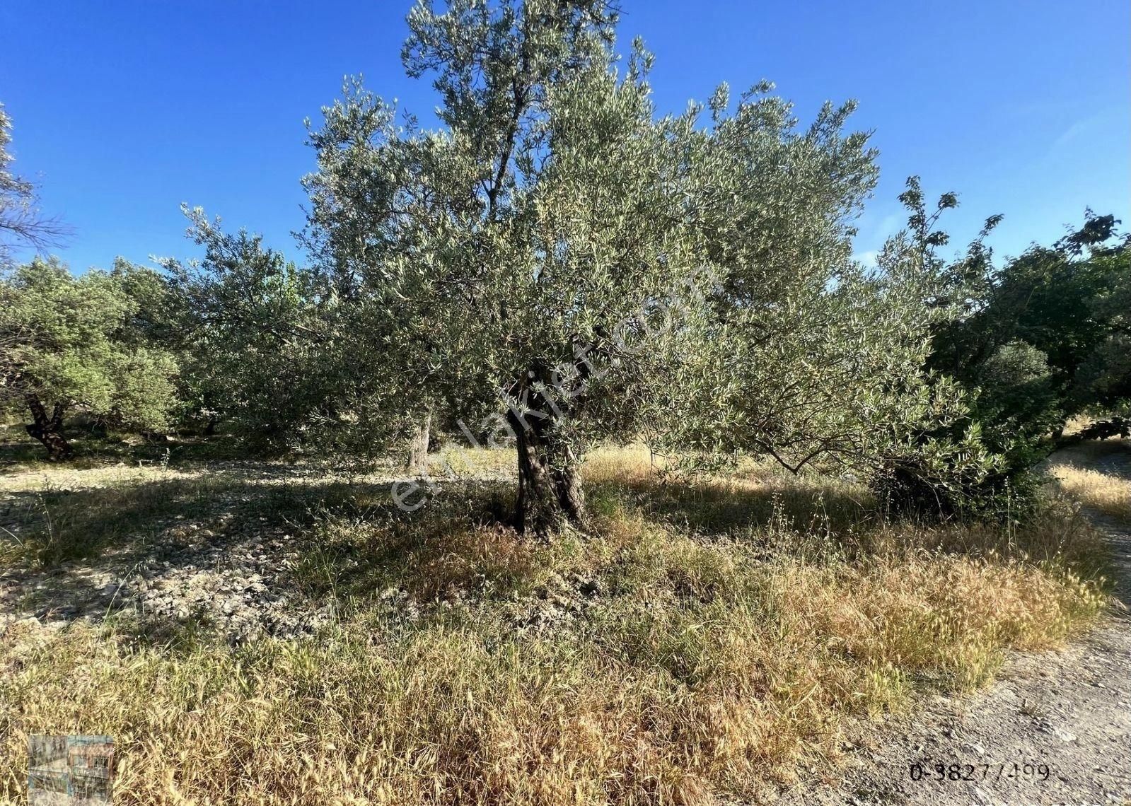 Balıkesir Ayvalık Mutlu Da Satılık 58 Dönum Zeytinlik.yola Cepheli - Görsel 2