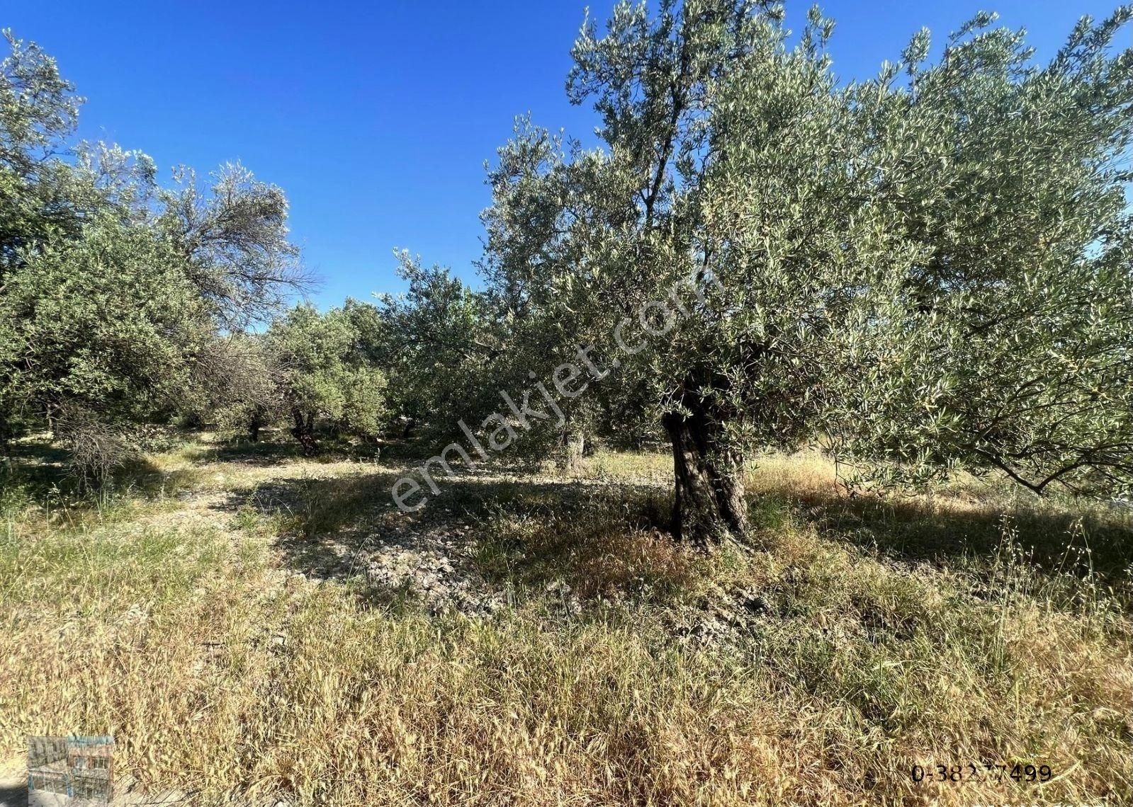 Balıkesir Ayvalık Mutlu Da Satılık 58 Dönum Zeytinlik.yola Cepheli - Görsel 8