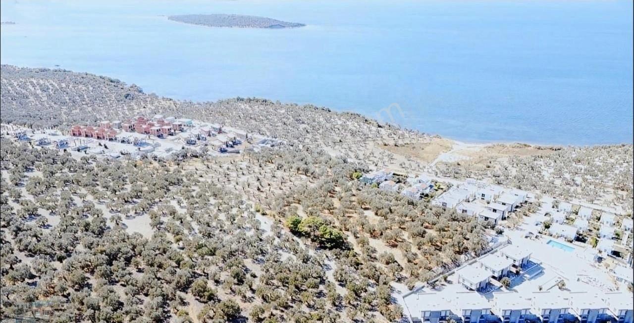Balıkesir Gömeç Te Satılık 4,000 Metre Kare Villa İmarlı Arsa. - Görsel 8