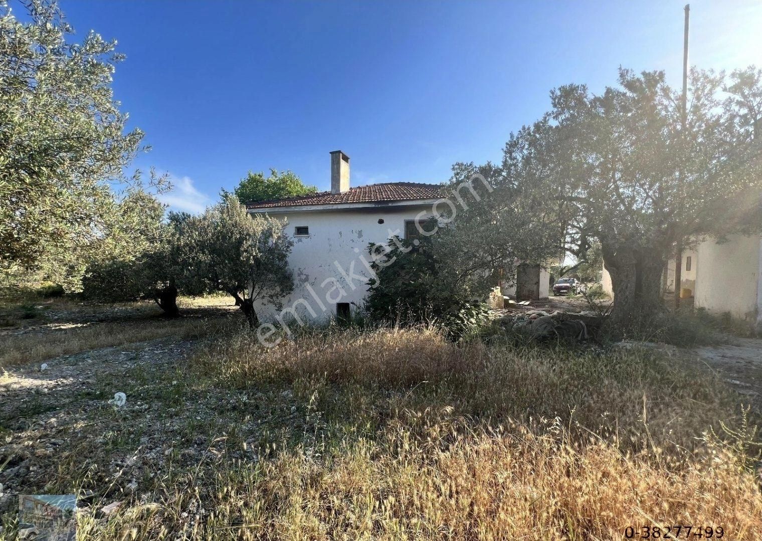 Balıkesir Ayvalık Ta Satılık 38 Donum Zeytinlik. - Görsel 4
