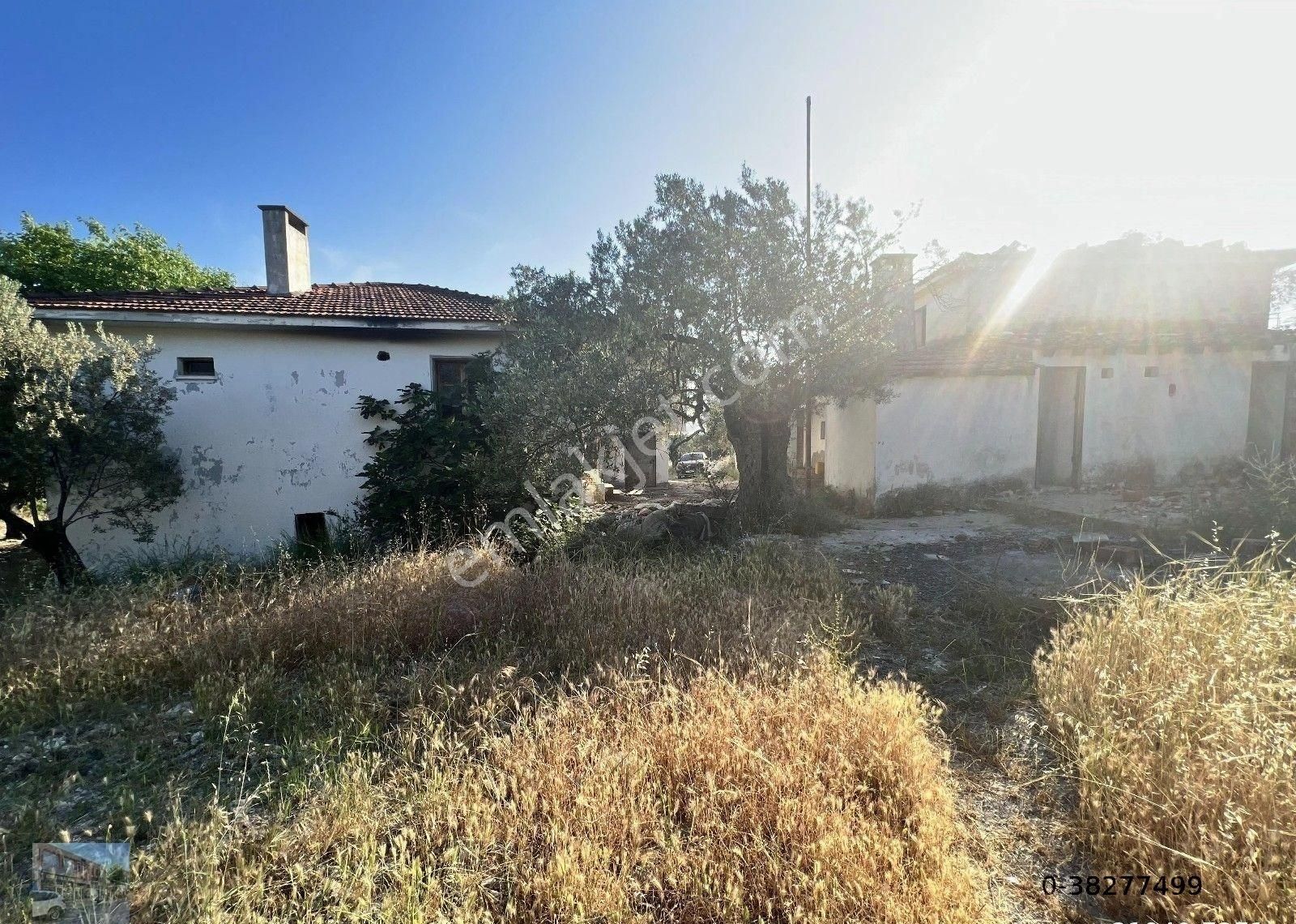 Balıkesir Ayvalık Ta Satılık 38 Donum Zeytinlik. - Görsel 12