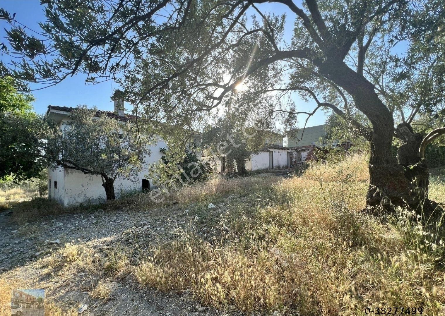 Balıkesir Ayvalık Ta Satılık 38 Donum Zeytinlik. - Görsel 8