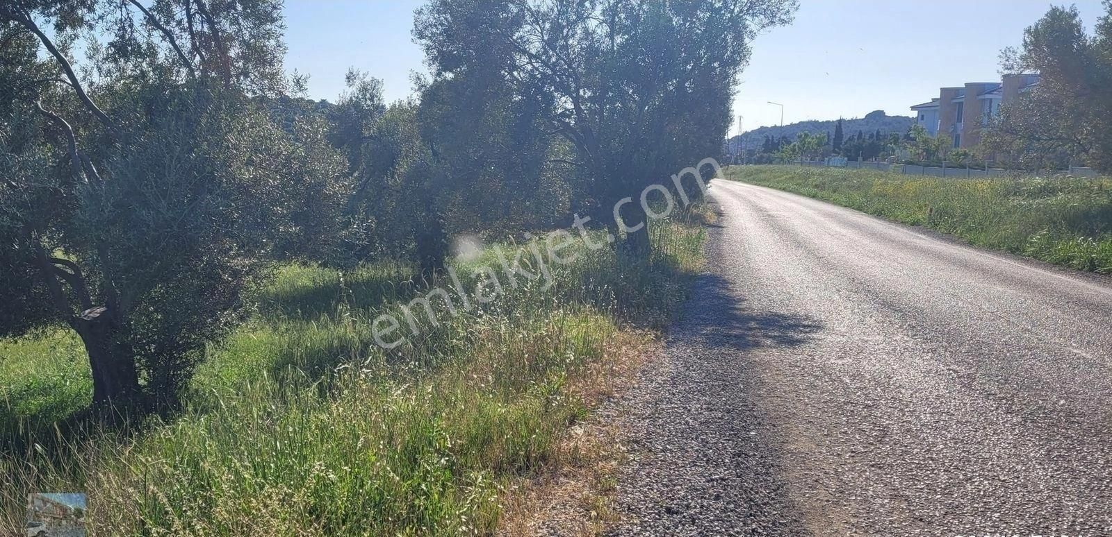 Balıkesir Gömec Karaagac Ta Satılık 21,216 Metre Kare Zeytinlik. - Görsel 4