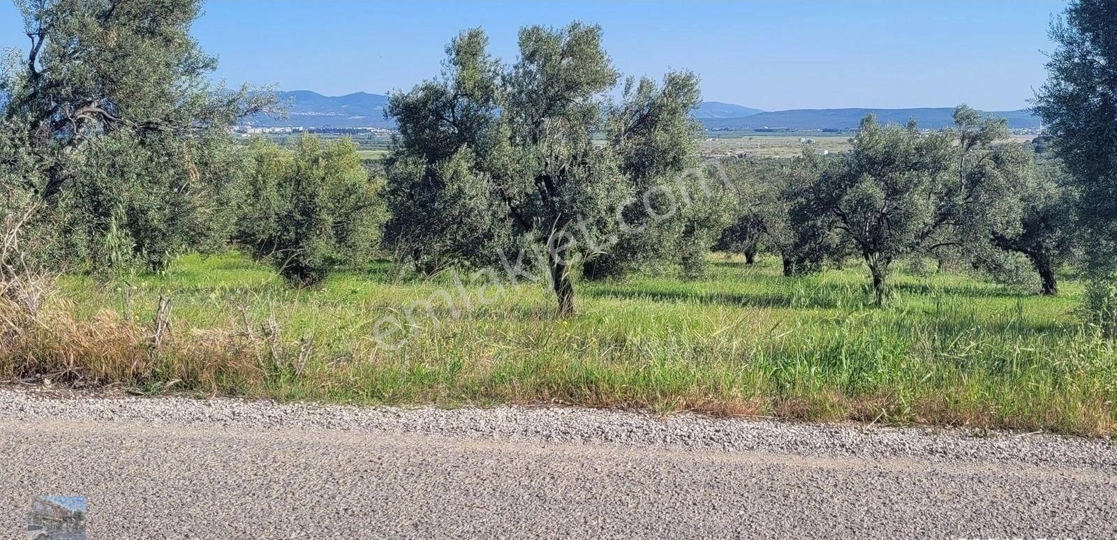 Balıkesir Gömec Karaagac Ta Satılık 21,216 Metre Kare Zeytinlik. - Görsel 9