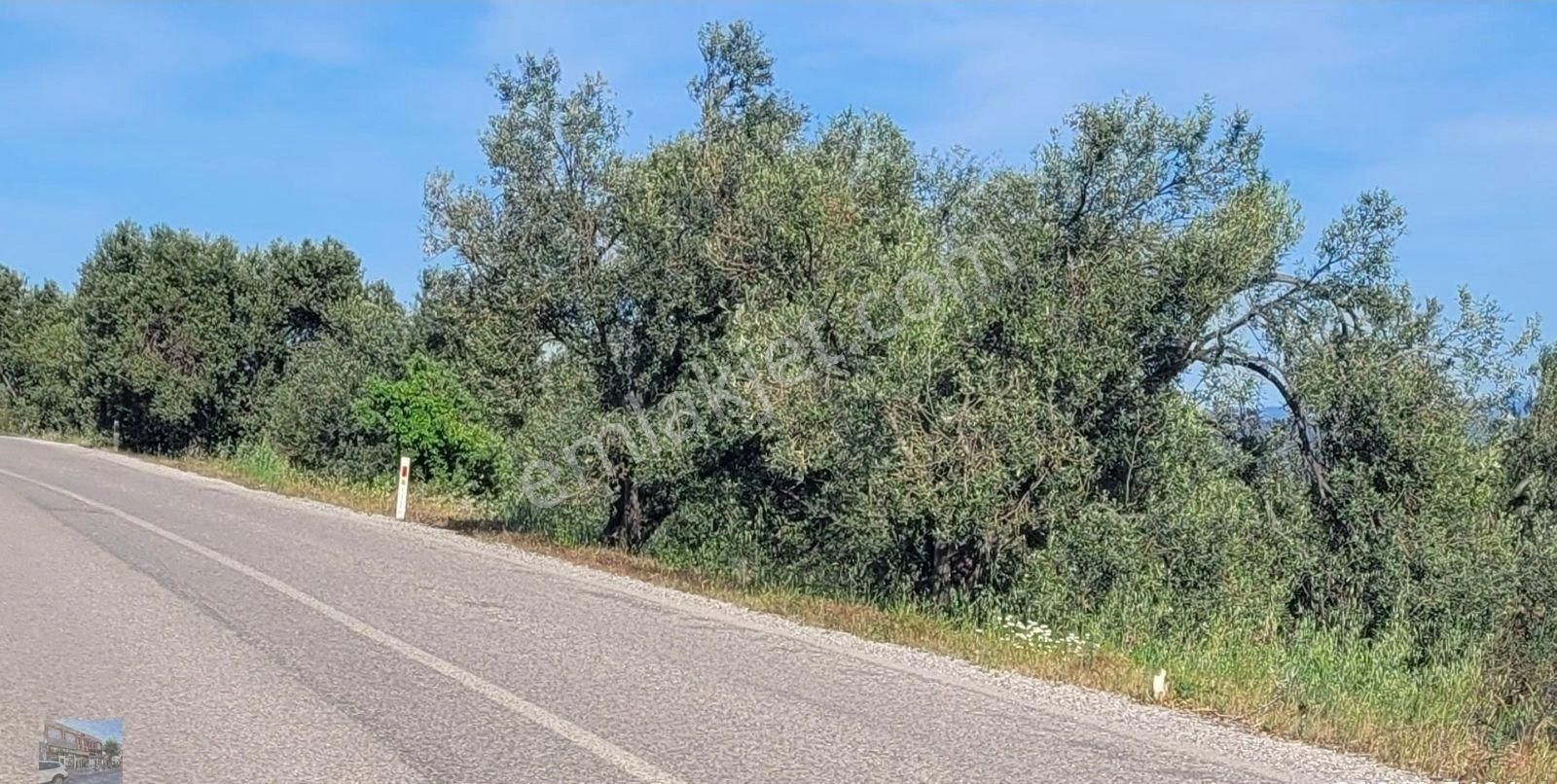 Balıkesir Gömec Karaagac Ta Satılık 21,216 Metre Kare Zeytinlik. - Görsel 3