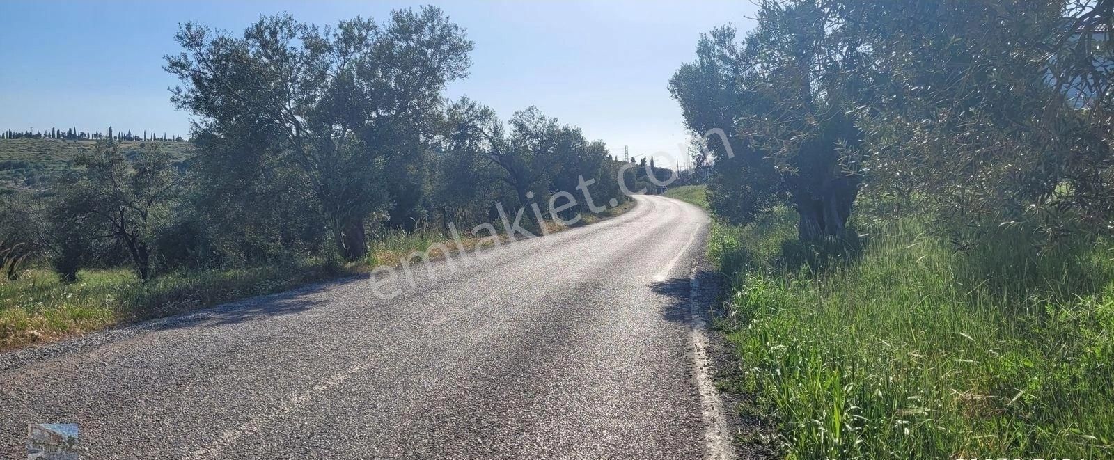 Balıkesir Gömec Karaagac Ta Satılık 21,216 Metre Kare Zeytinlik. - Görsel 5
