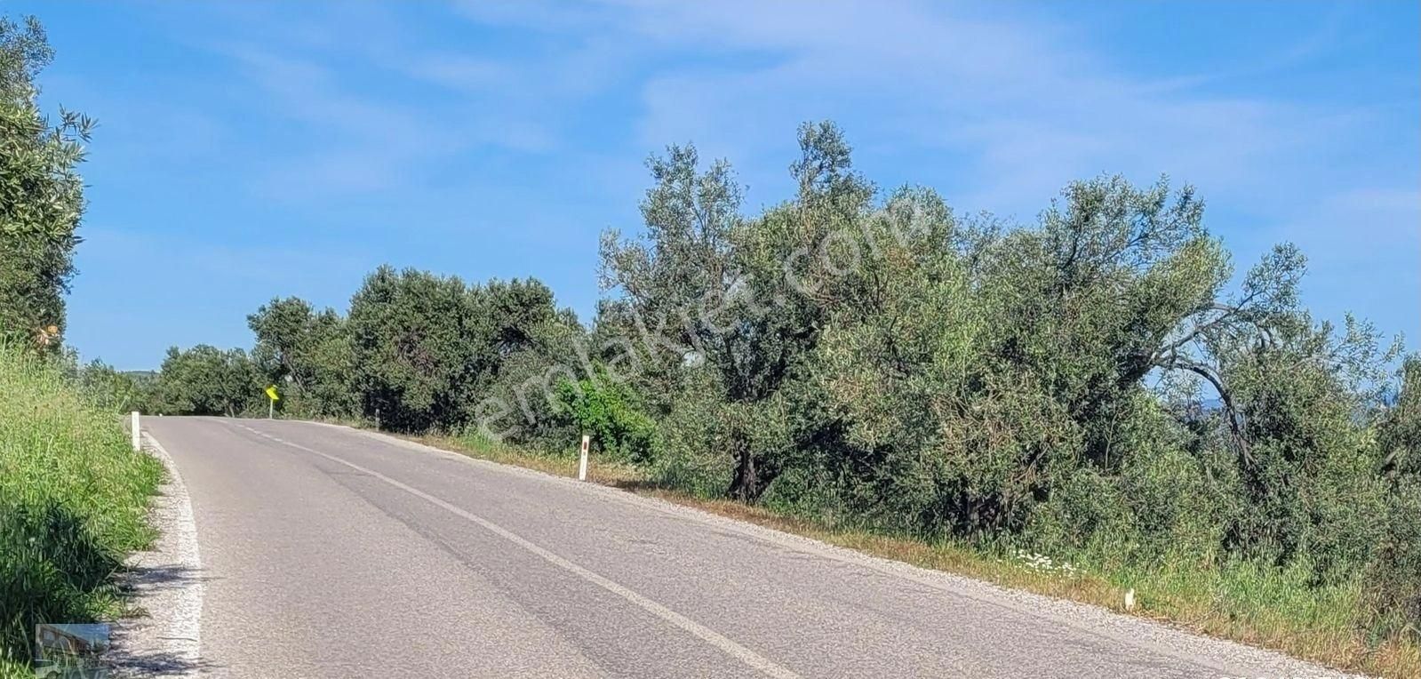 Balıkesir Gömec Karaagac Ta Satılık 21,216 Metre Kare Zeytinlik. - Görsel 8