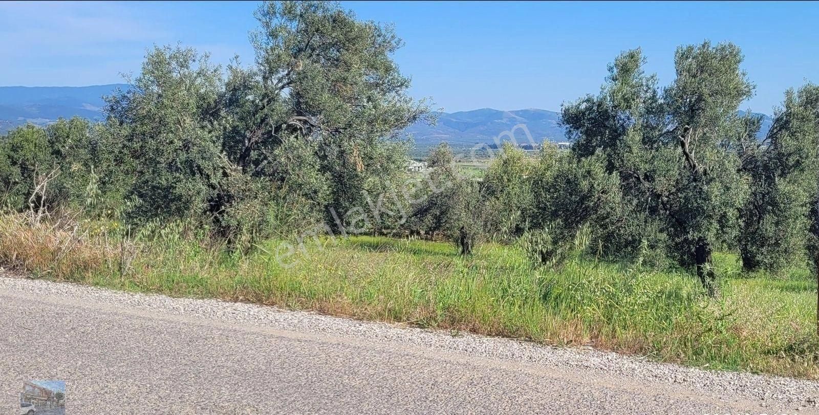 Balıkesir Gömec Karaagac Ta Satılık 21,216 Metre Kare Zeytinlik. - Görsel 2