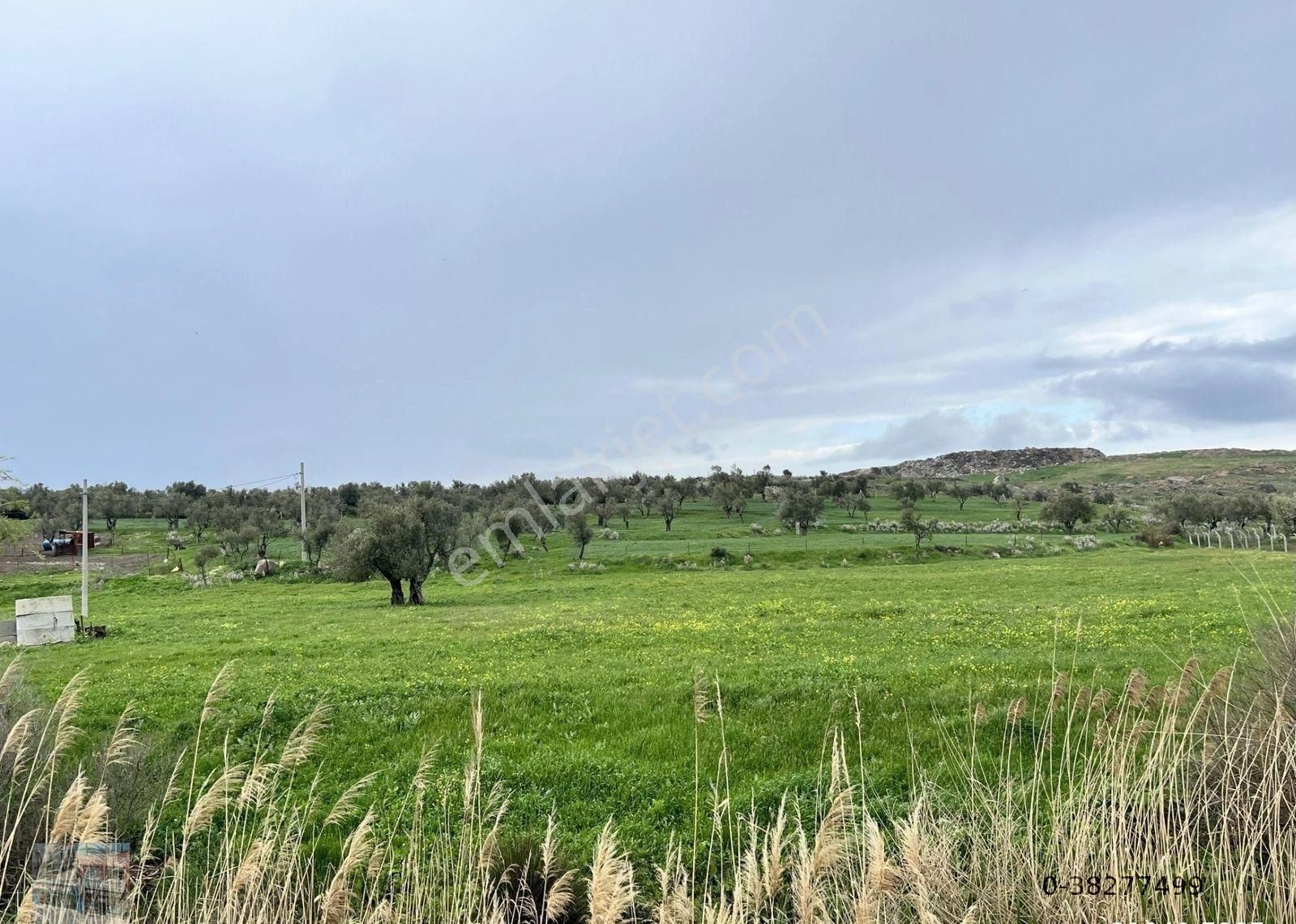 Balıkesir Ayvalık Ta Satılık 46 Donum Arsa - Görsel 8