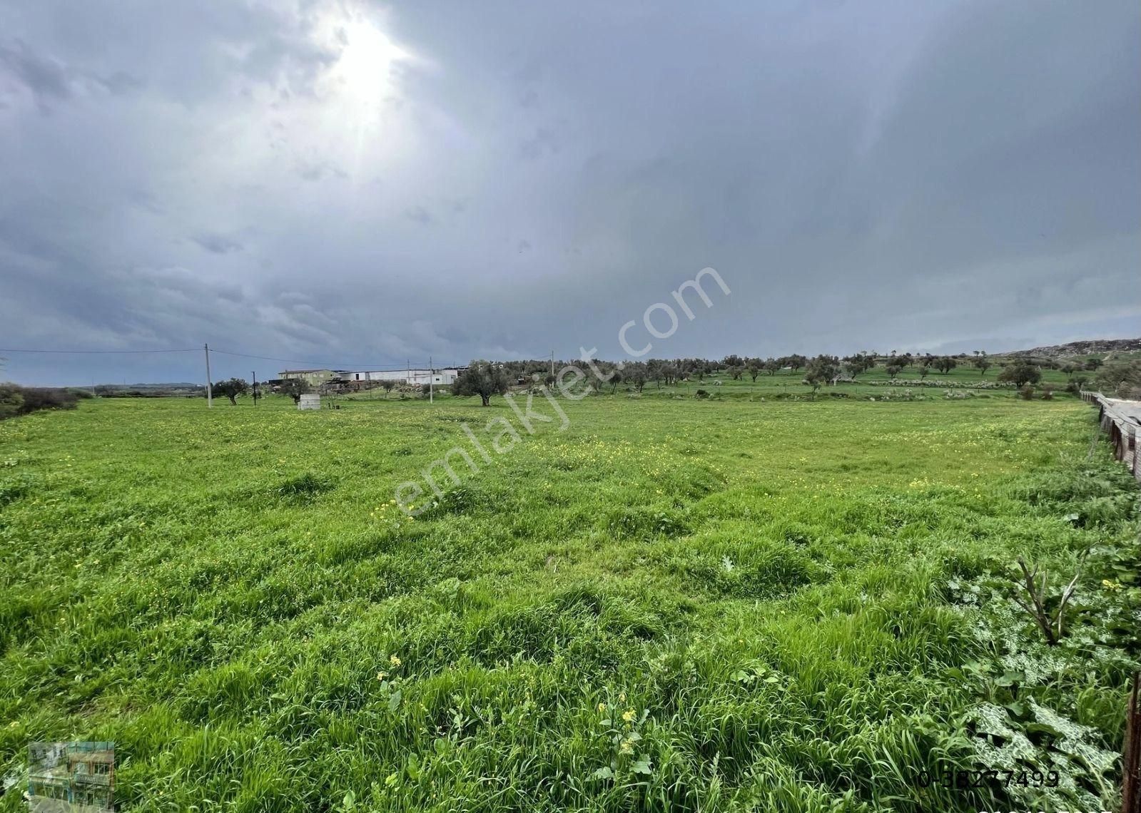 Balıkesir Ayvalık Ta Satılık 46 Donum Arsa - Görsel 4