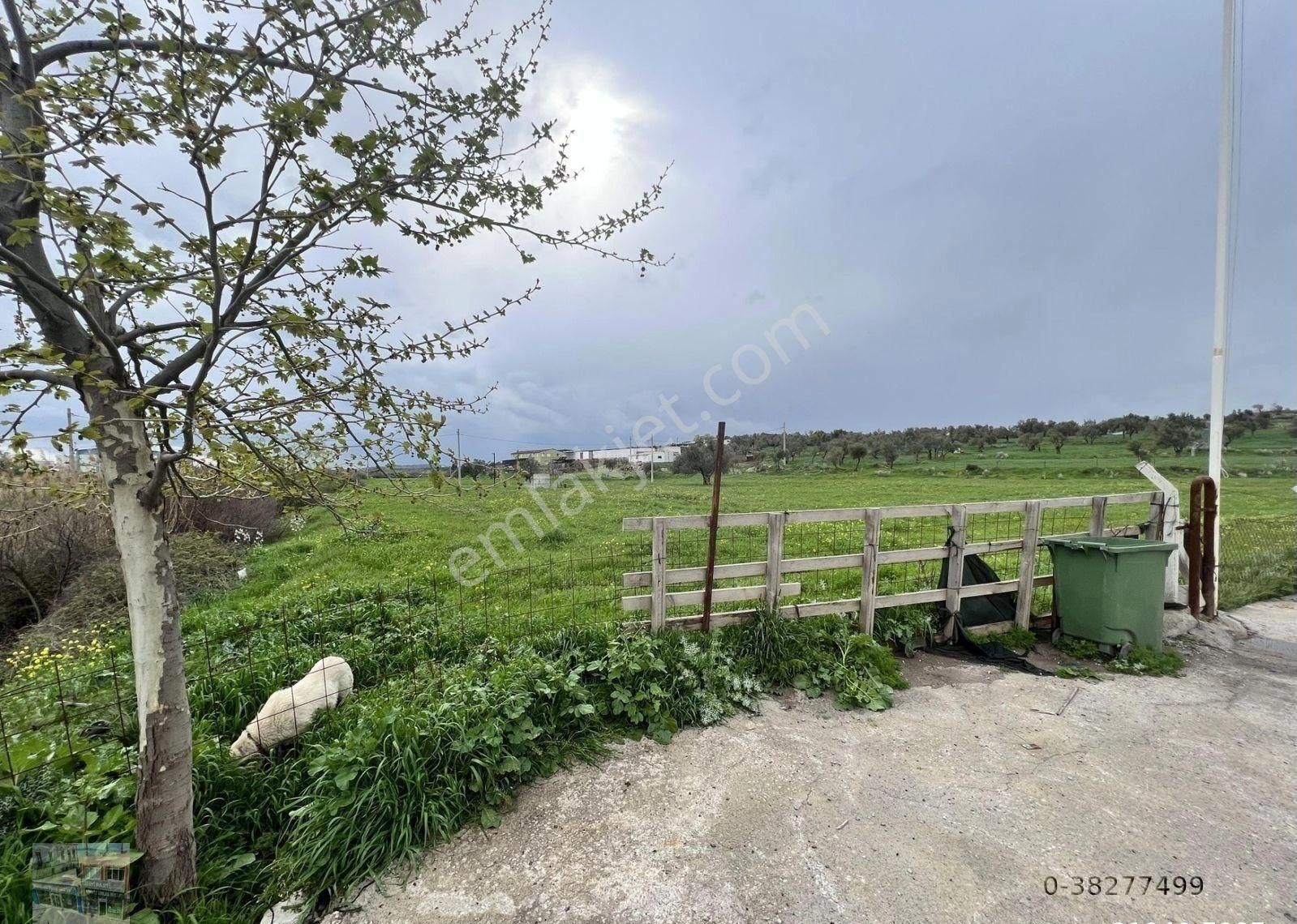 Balıkesir Ayvalık Ta Satılık 46 Donum Arsa - Görsel 9