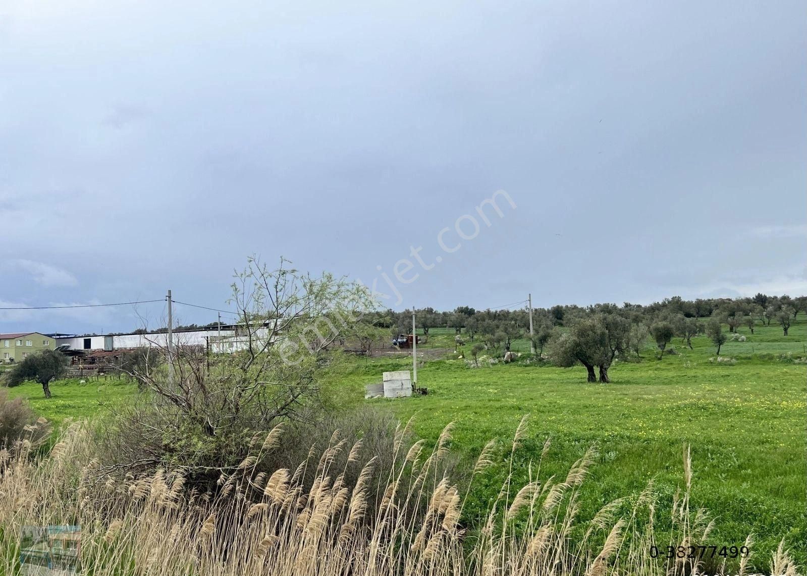 Balıkesir Ayvalık Ta Satılık 46 Donum Arsa - Görsel 2