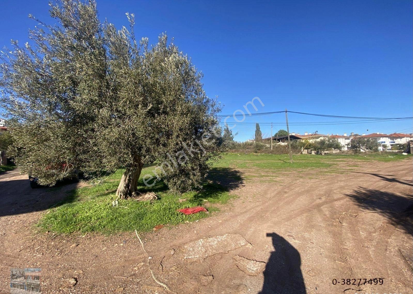 Ayvalık Cunda Da Satılık 3479 Metre Kare Arsa - Görsel 3