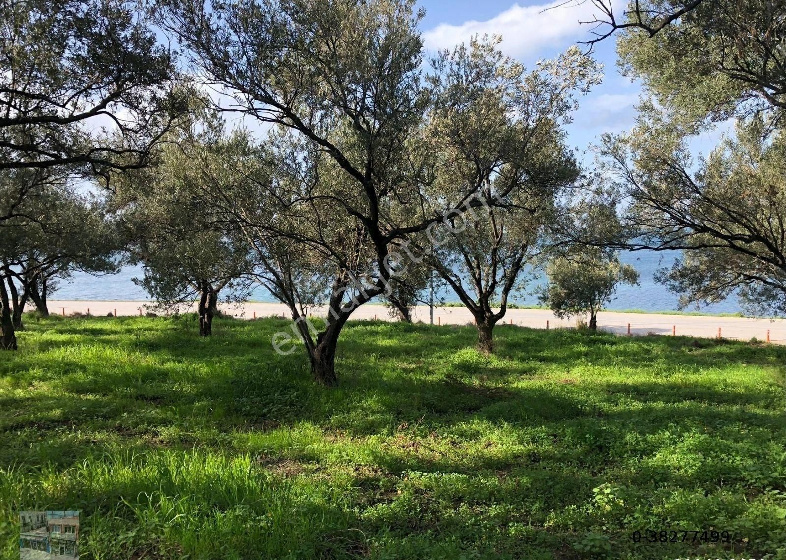 Balıkesir Ayvalık Cunda Da Satılık 7 Donum Arsa.denize Sıfır. - Görsel 2