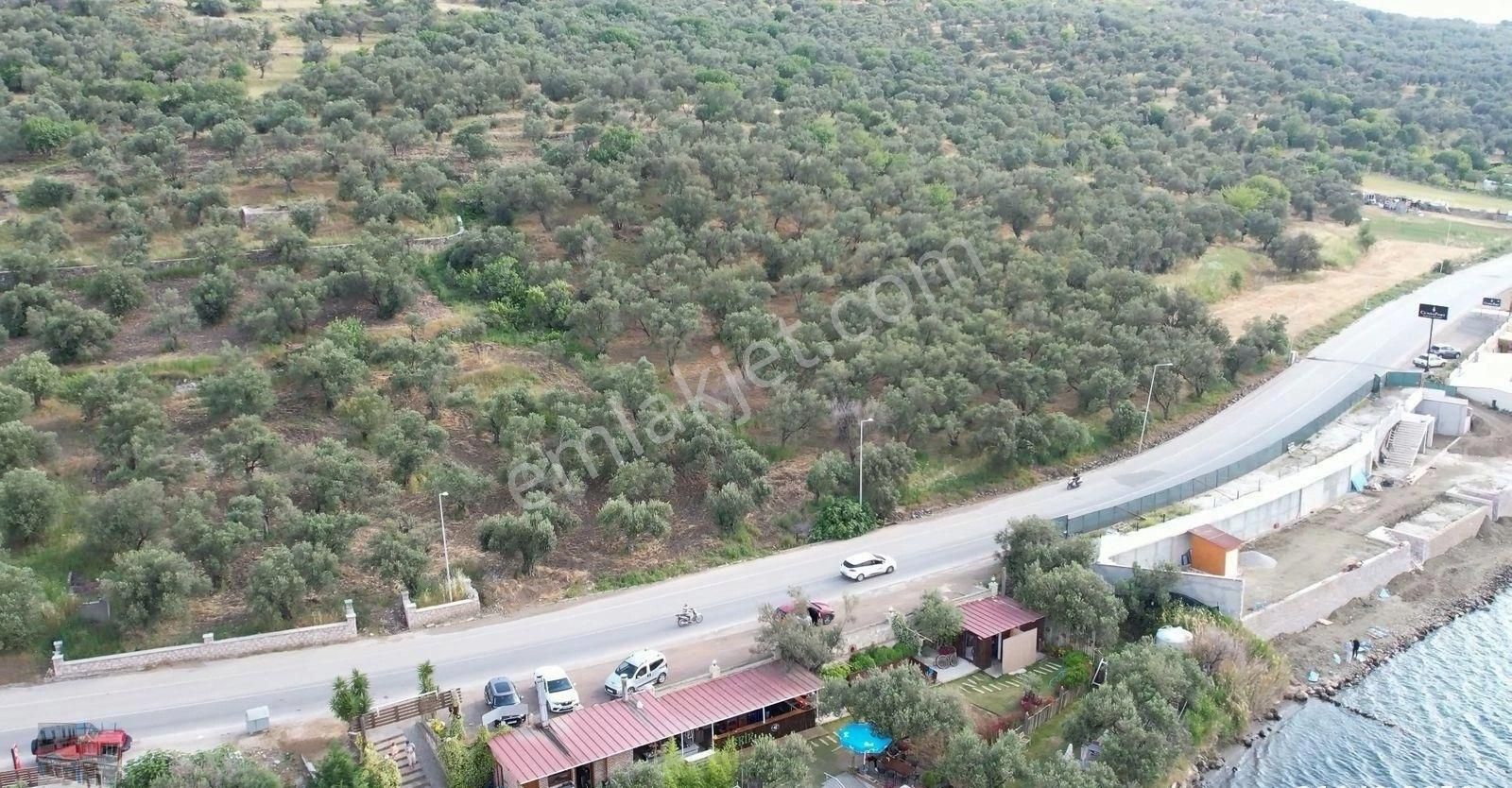 Balıkesir Ayvalık Cunda Da Satılık 7 Donum Arsa.denize Sıfır. - Görsel 3