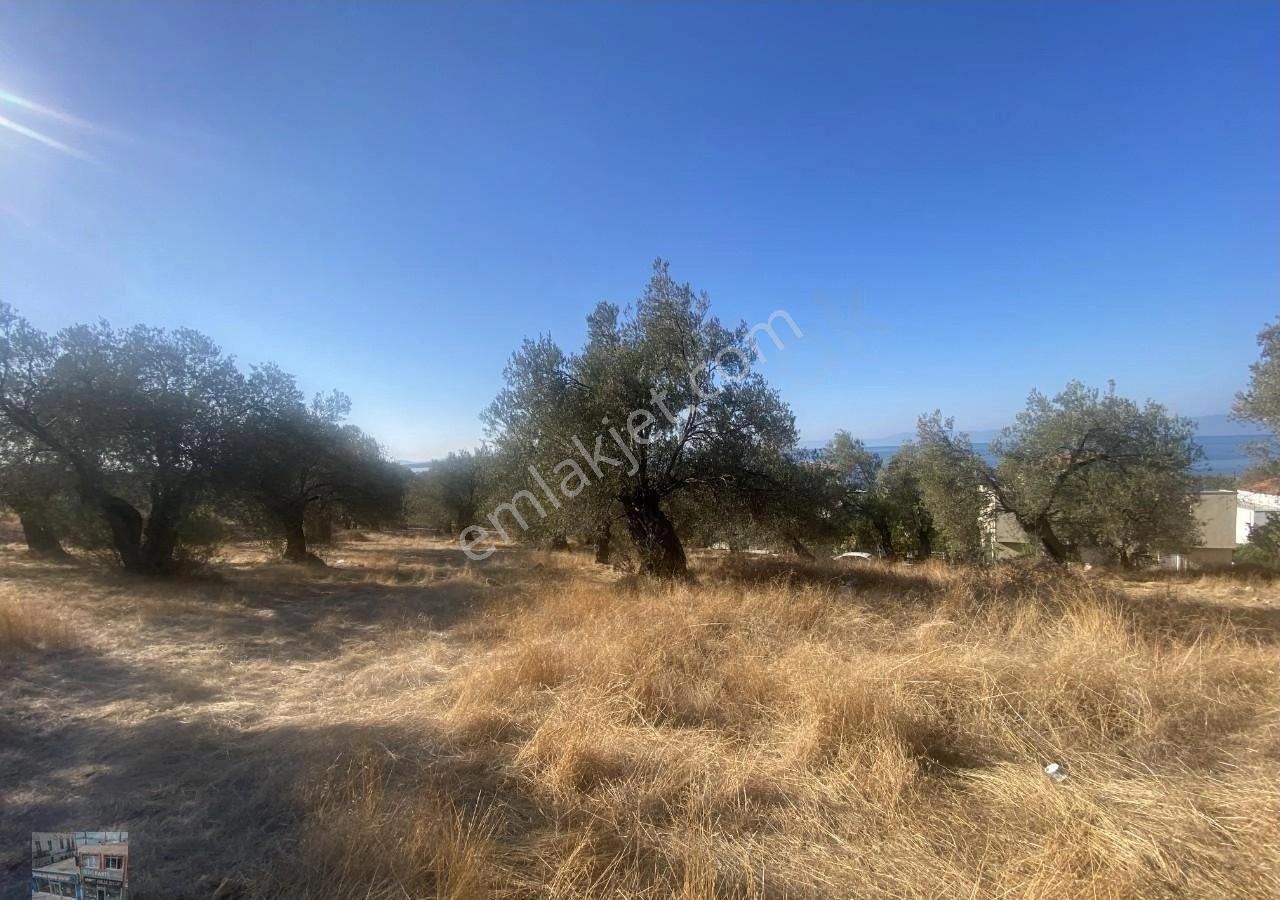 Balıkesir Gömeç Te Satılık 7716 Metre Kare Villa İmarlı Arsa - Görsel 5