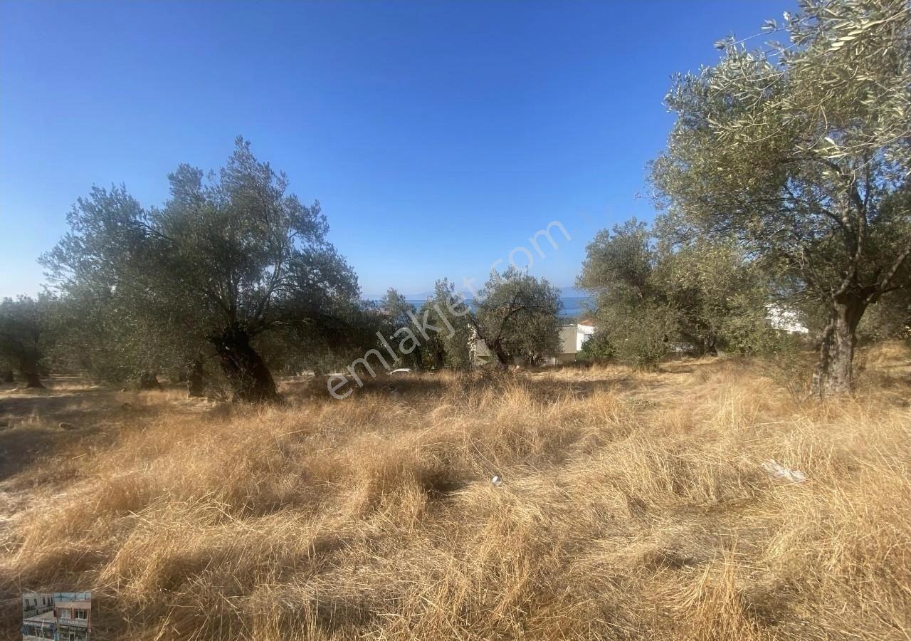 Balıkesir Gömeç Te Satılık 7716 Metre Kare Villa İmarlı Arsa - Görsel 2