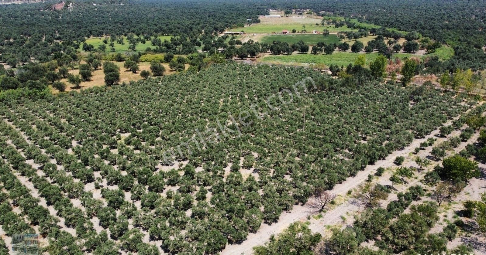 Balıkesir Ayvalık Kucukkoy De Satılık 44 Donum Zeytinlik. - Görsel 11