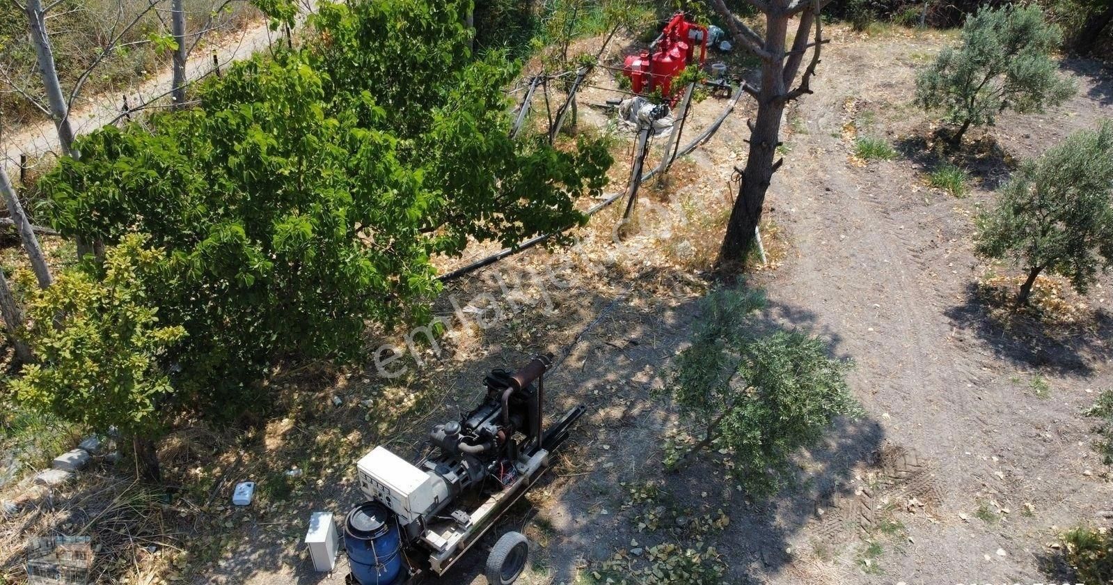 Balıkesir Ayvalık Kucukkoy De Satılık 44 Donum Zeytinlik. - Görsel 14