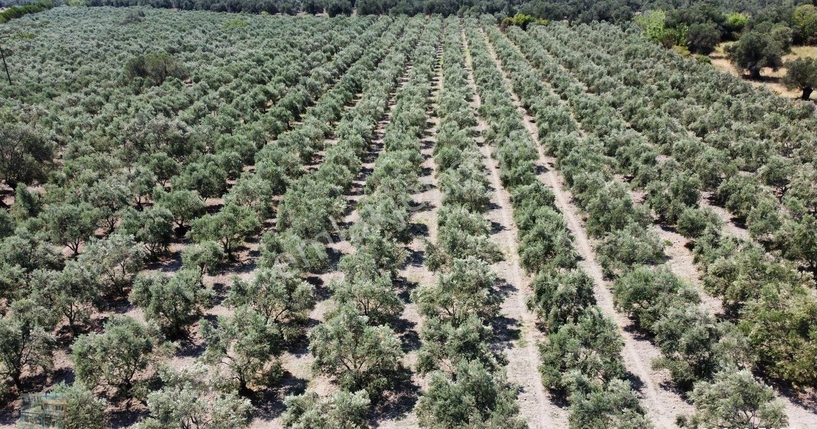 Balıkesir Ayvalık Kucukkoy De Satılık 44 Donum Zeytinlik.