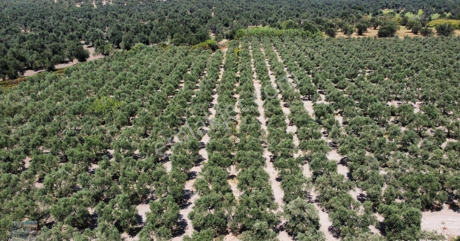 Balıkesir Ayvalık Kucukkoy De Satılık 44 Donum Zeytinlik. - Görsel 10