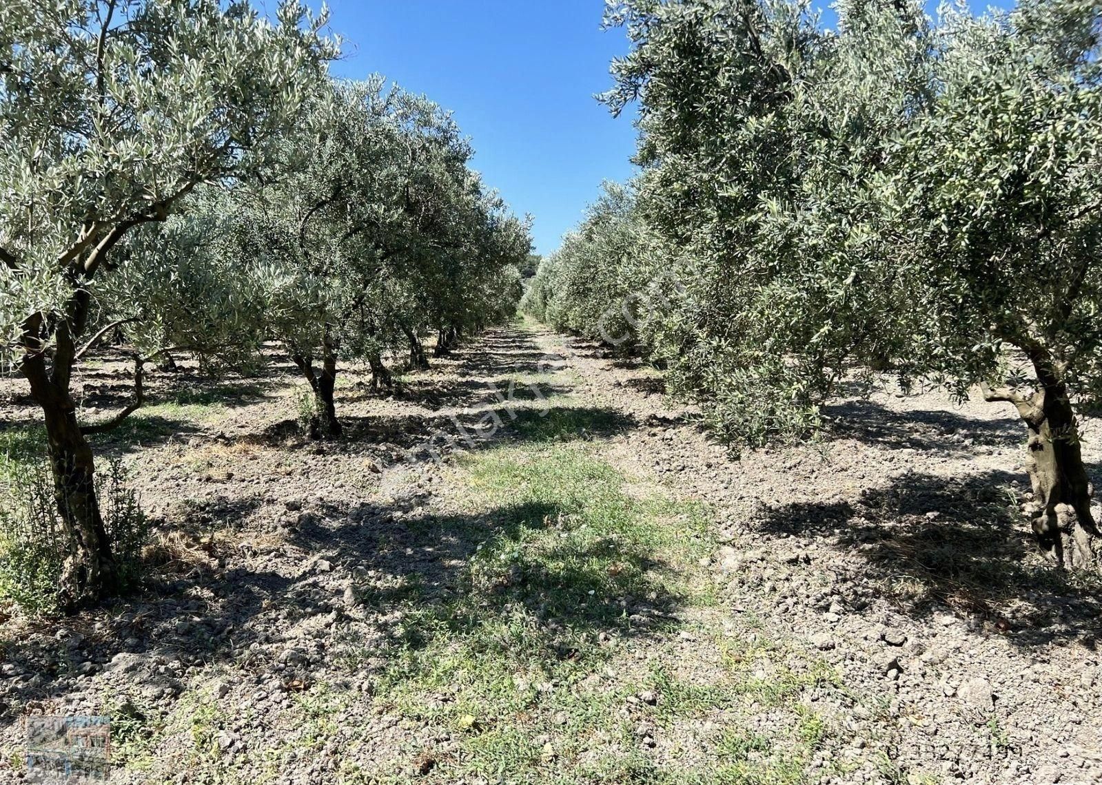 Balıkesir Ayvalık Kucukkoy De Satılık 44 Donum Zeytinlik. - Görsel 5