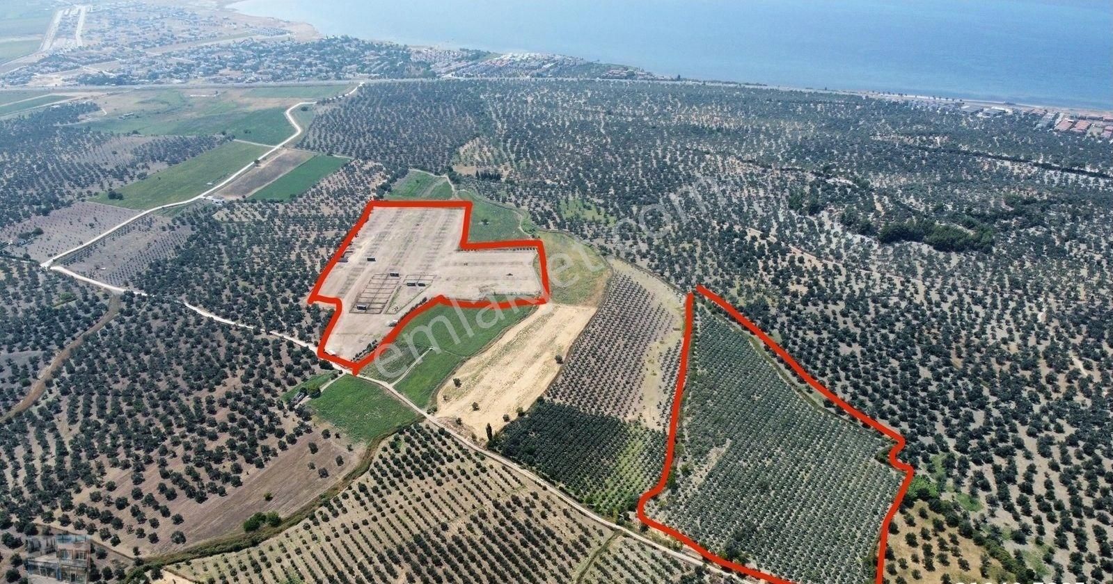 Balıkesir Ayvalık Kucukkoy De Satılık 44 Donum Zeytinlik. - Görsel 3