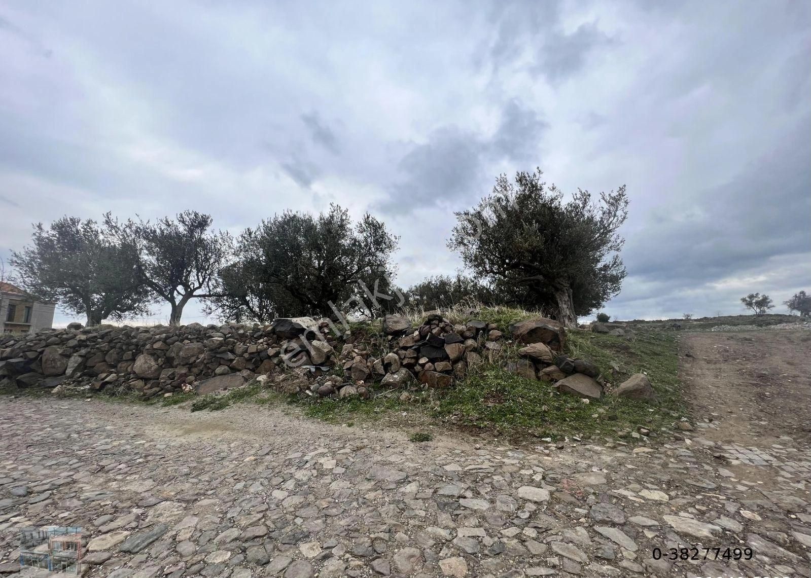 Balıkesir Ayvalık Cunda Da Satılık 2,700 Metre Kare Zeytinlik.denize 550 Metre Mesafededir. - Görsel 8