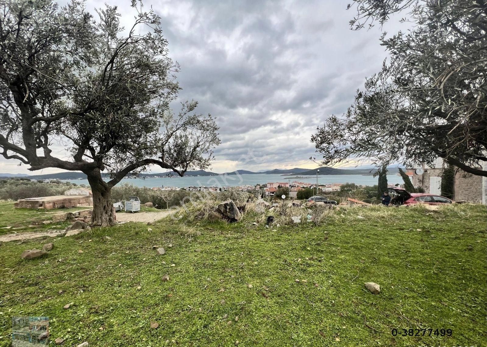Balıkesir Ayvalık Cunda Da Satılık 2,700 Metre Kare Zeytinlik.denize 550 Metre Mesafededir.