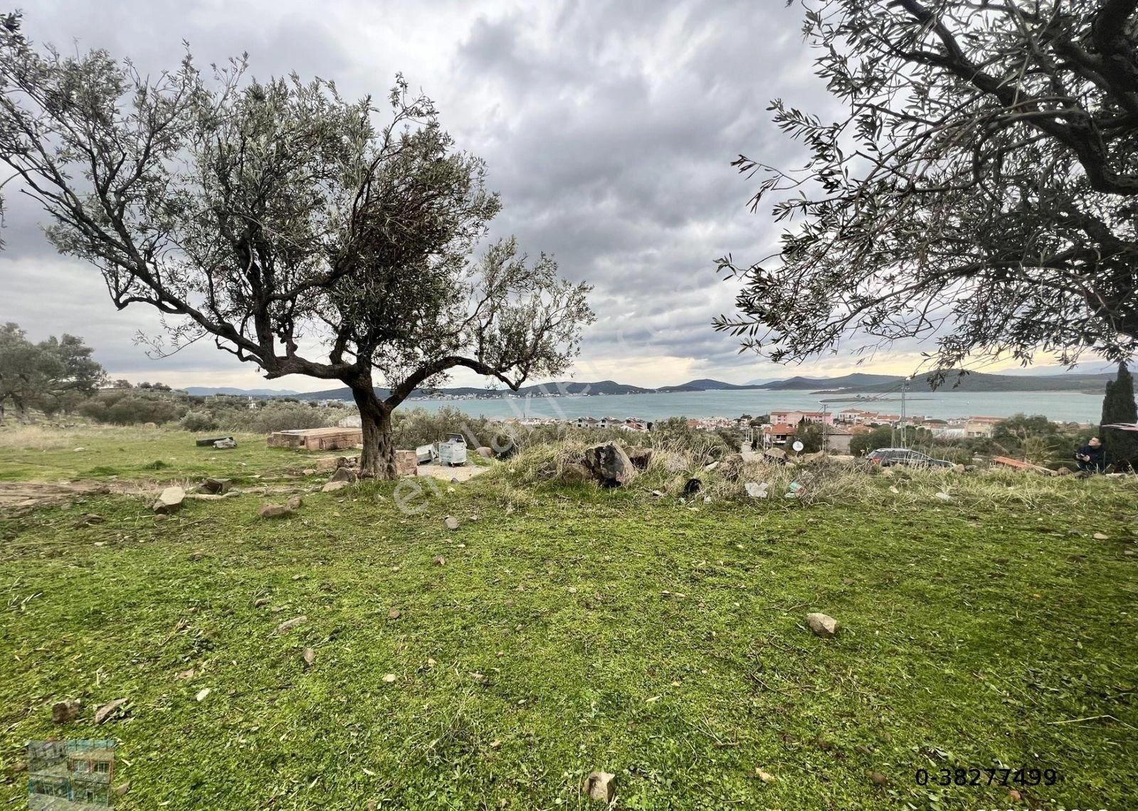Balıkesir Ayvalık Cunda Da Satılık 2,700 Metre Kare Zeytinlik.denize 550 Metre Mesafededir. - Görsel 10