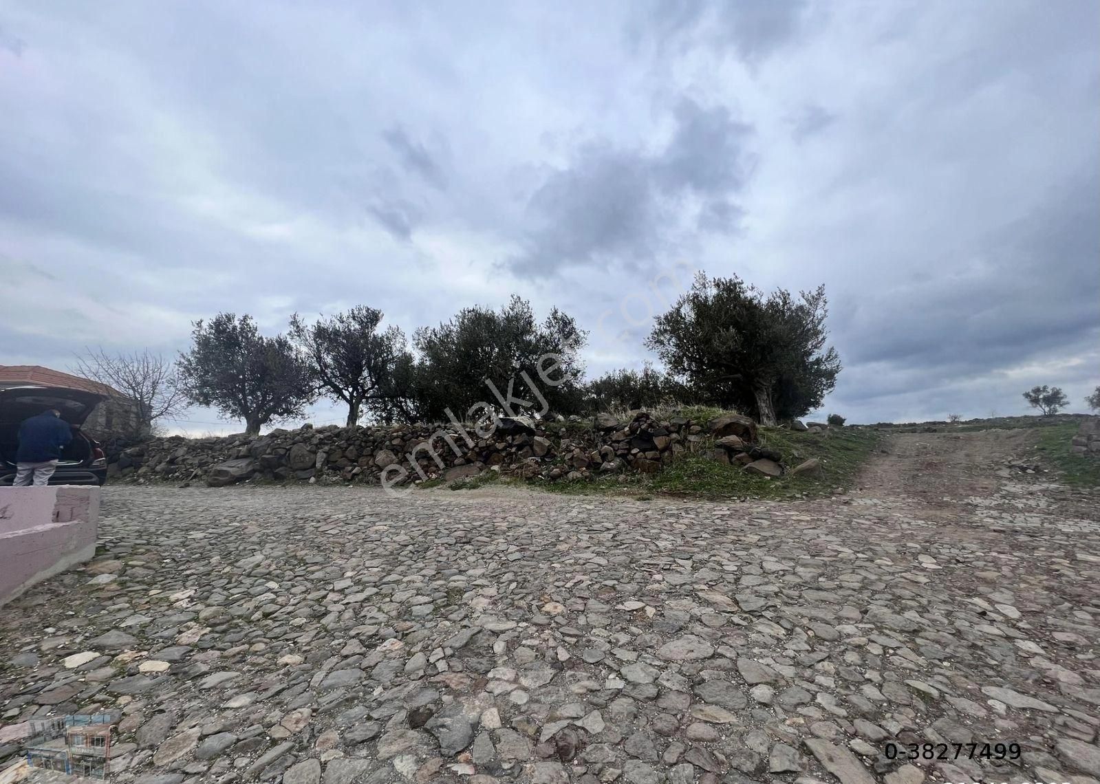 Balıkesir Ayvalık Cunda Da Satılık 2,700 Metre Kare Zeytinlik.denize 550 Metre Mesafededir. - Görsel 5