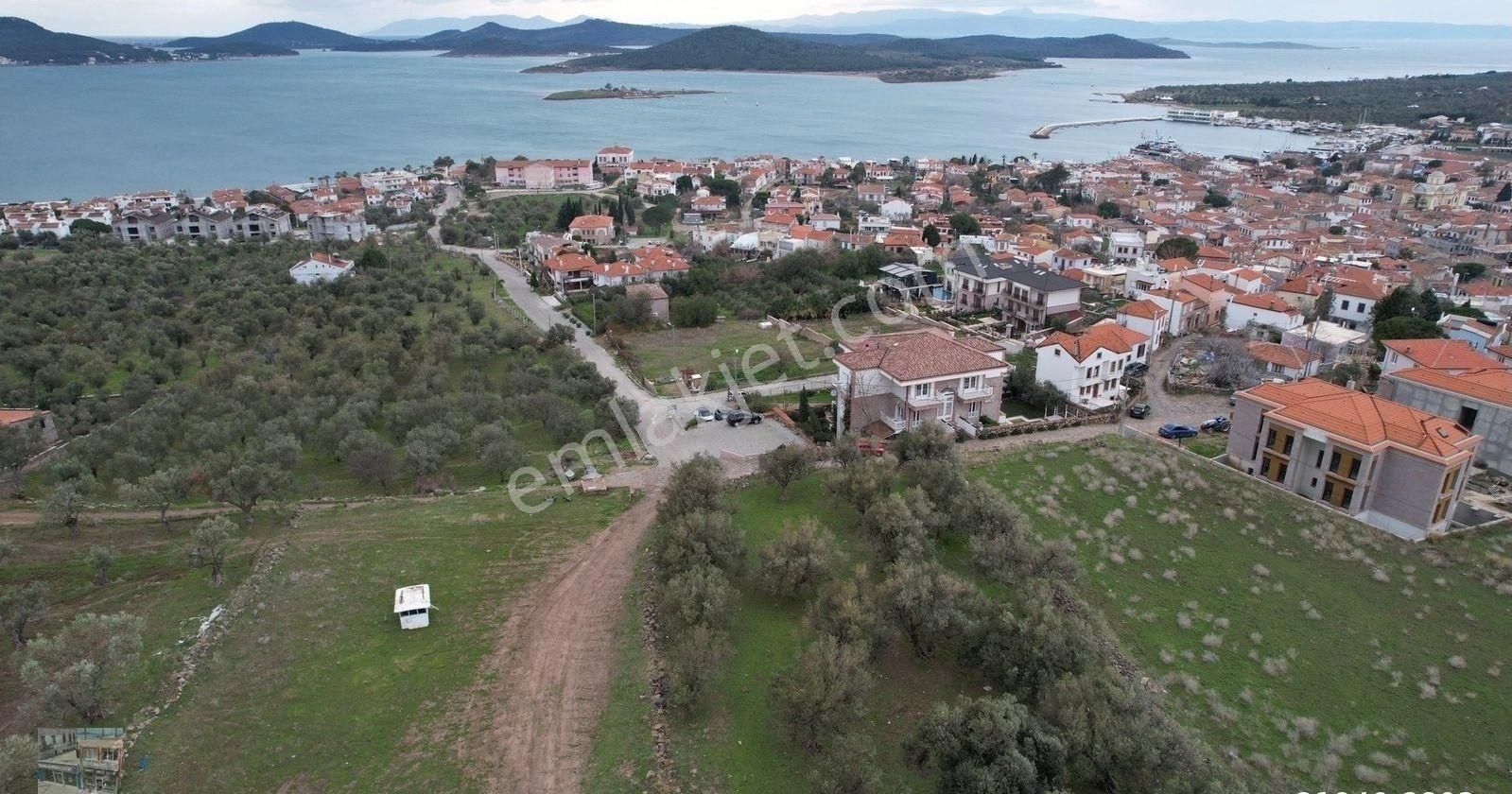 Balıkesir Ayvalık Cunda Da Satılık 2,700 Metre Kare Zeytinlik.denize 550 Metre Mesafededir. - Görsel 7