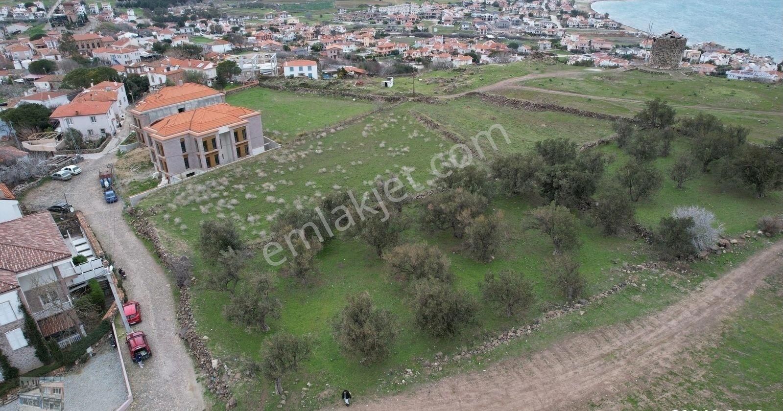 Balıkesir Ayvalık Cunda Da Satılık 2,700 Metre Kare Zeytinlik.denize 550 Metre Mesafededir. - Görsel 13