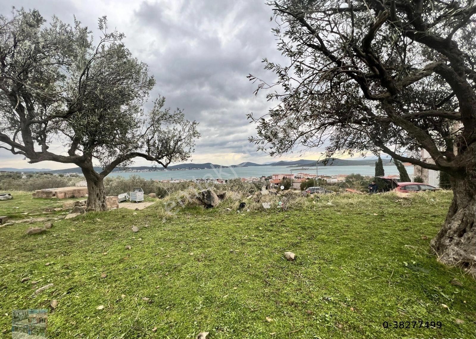 Balıkesir Ayvalık Cunda Da Satılık 2,700 Metre Kare Zeytinlik.denize 550 Metre Mesafededir. - Görsel 11
