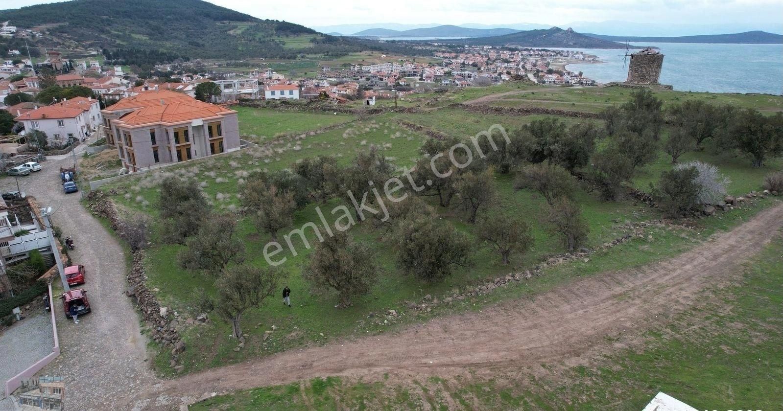 Balıkesir Ayvalık Cunda Da Satılık 2,700 Metre Kare Zeytinlik.denize 550 Metre Mesafededir. - Görsel 14