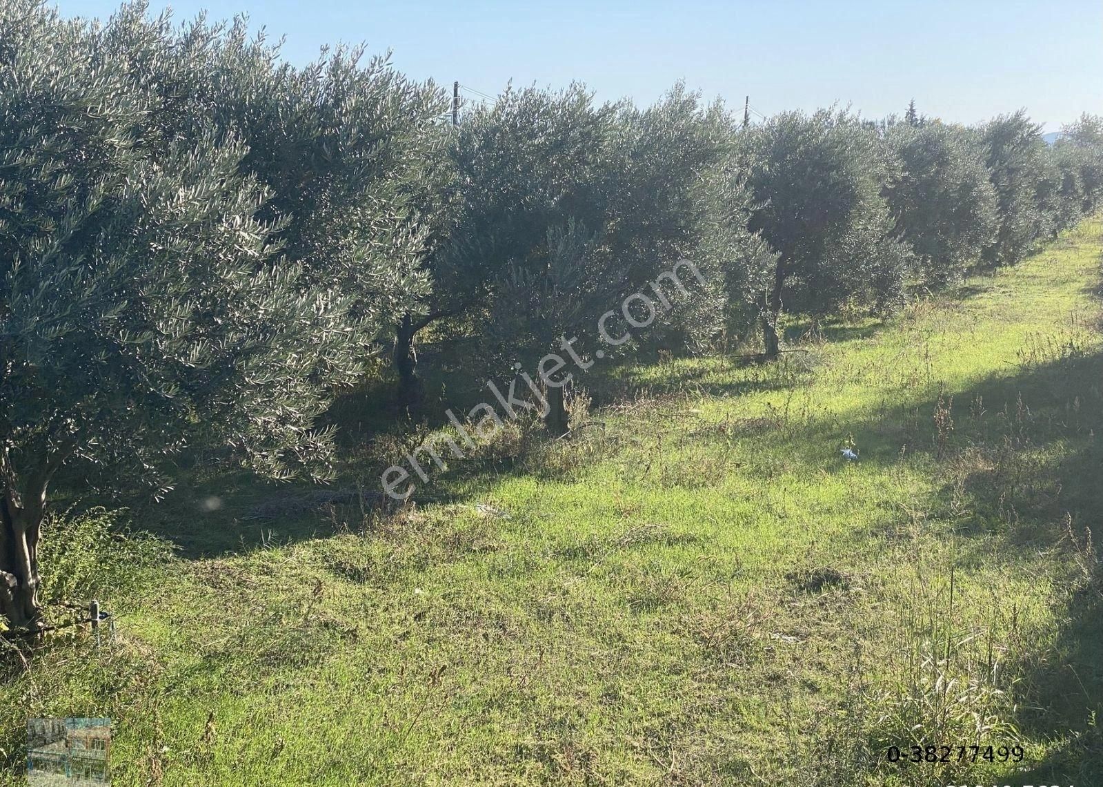 Balıkesir Edremit Te Satılık 19,500 Metre Kare Arsa.yola Cephe - Görsel 9