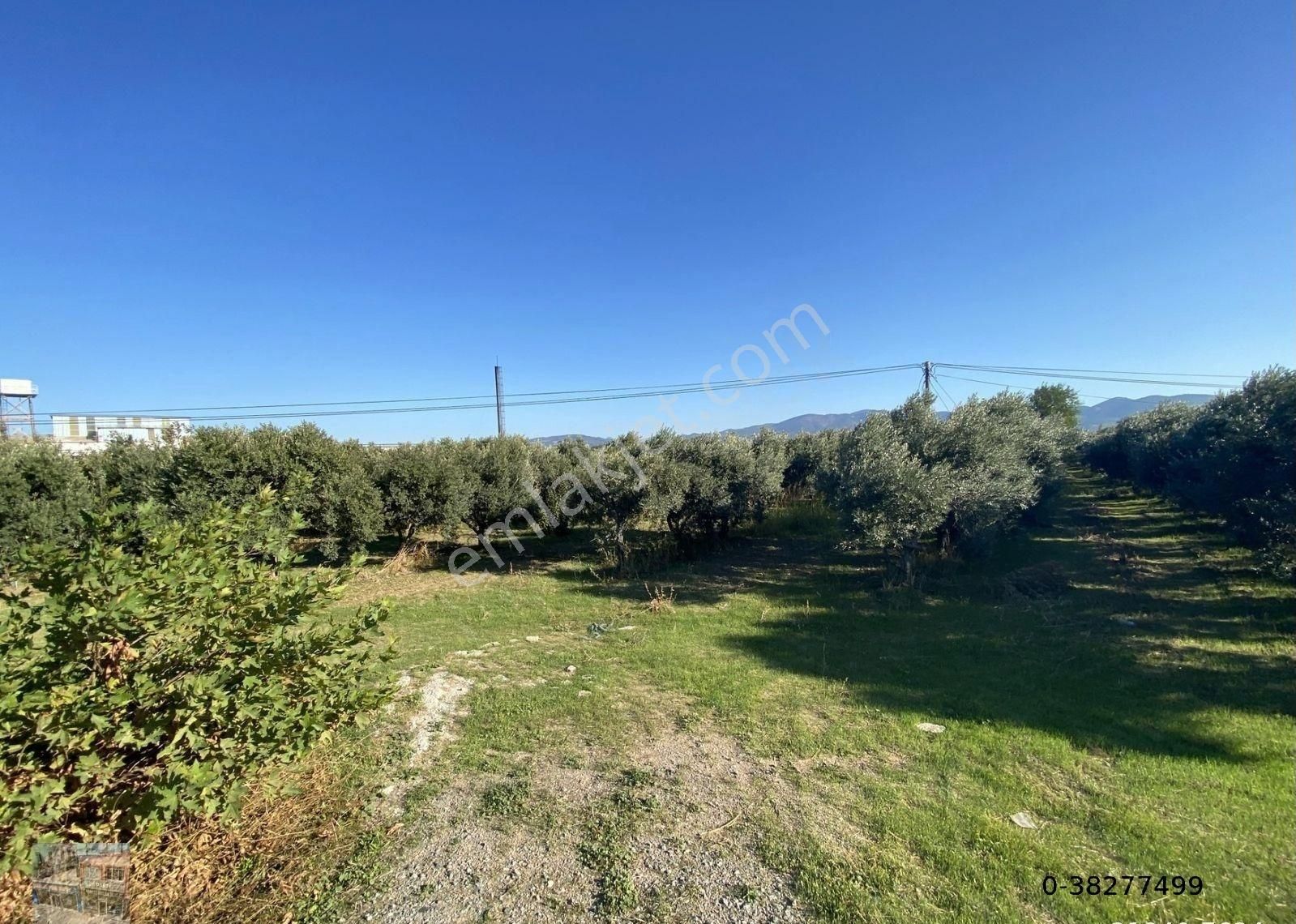 Balıkesir Edremit Te Satılık 19,500 Metre Kare Arsa.yola Cephe - Görsel 6