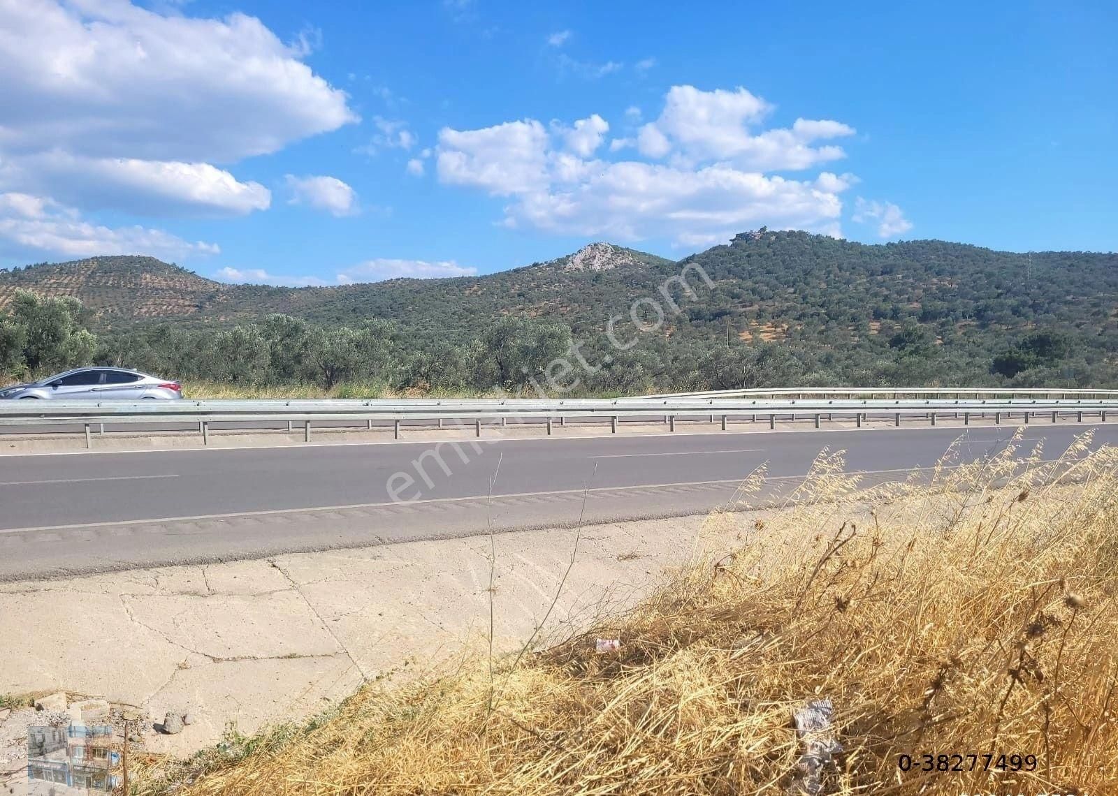Balıkesir Burhaniye Pelitköy De Satılık 6 Donum Zeytinlik - Görsel 6