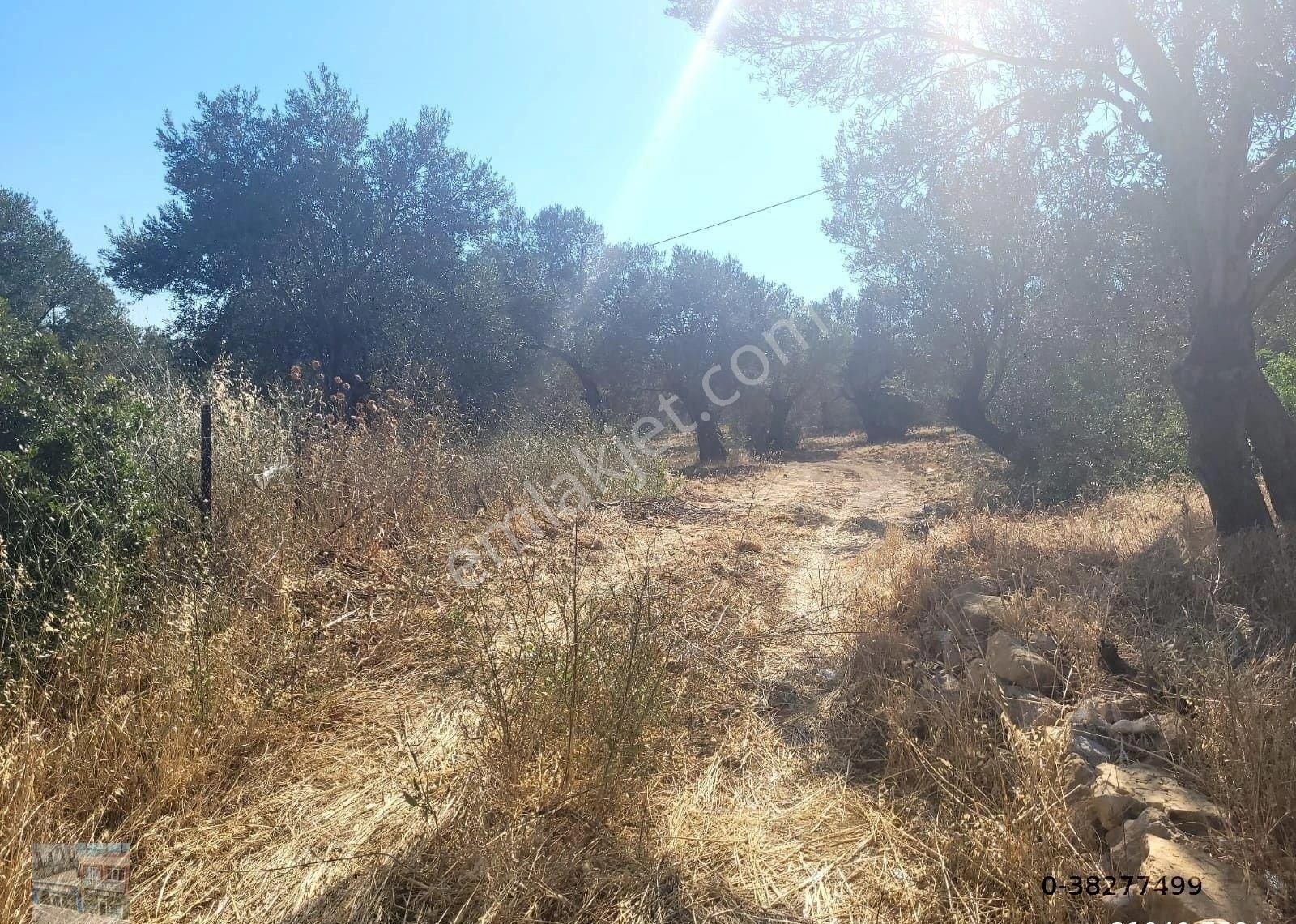 Balıkesir Burhaniye Pelitköy De Satılık 6 Donum Zeytinlik - Görsel 3