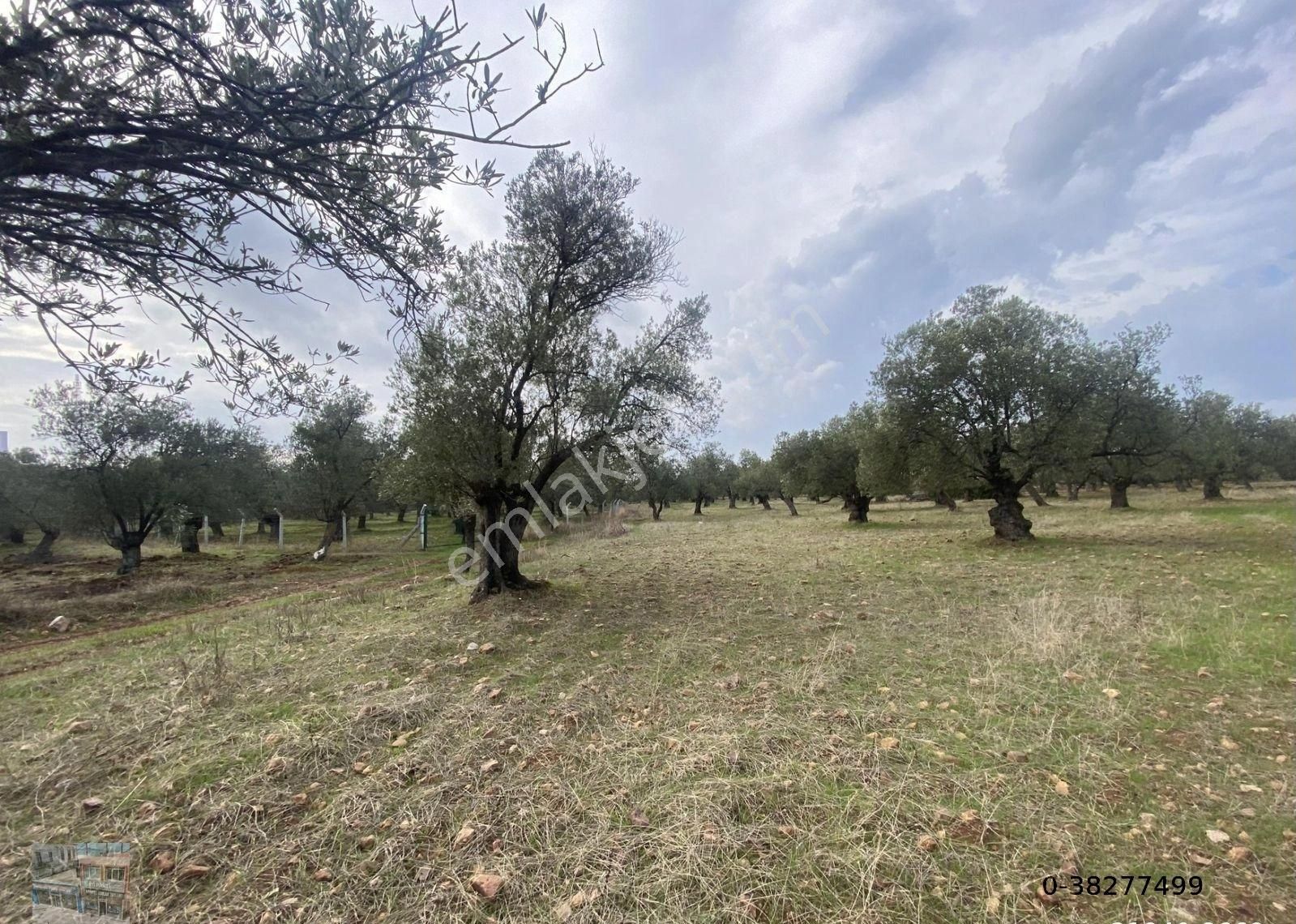 Balıkesir Ayvalık Ta Satılık 20,672 Metre Kare Zeytinlik.
