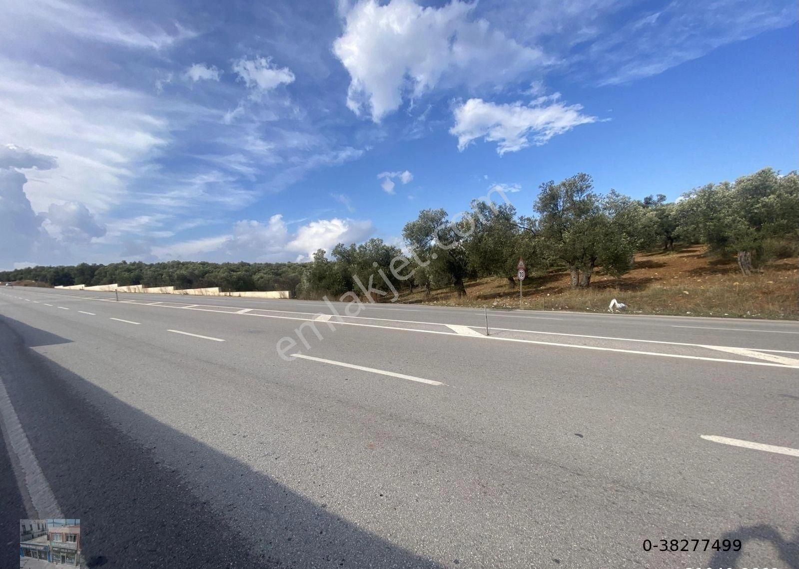 Balıkesir Ayvalık Ta Satılık 20,672 Metre Kare Zeytinlik. - Görsel 6